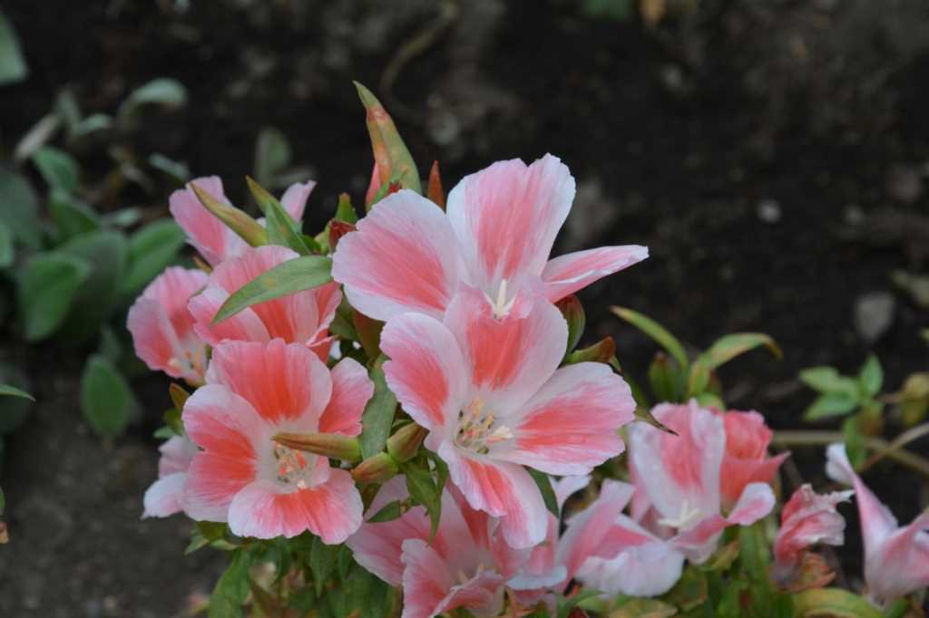 DSC_5551Mittel_.JPG